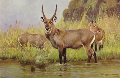 su kuşu by after Wilhelm Kuhnert