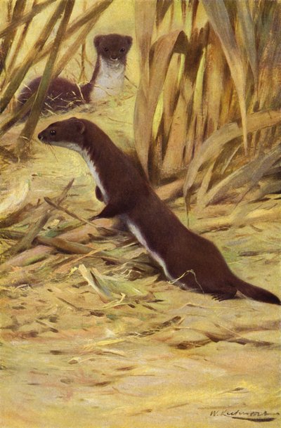 gelincik by after Wilhelm Kuhnert