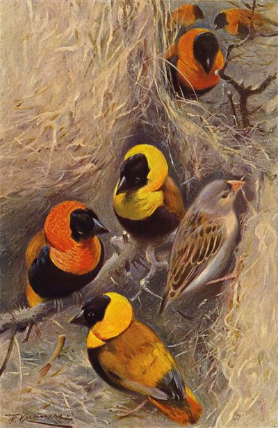 dokumacı kuşlar by after Wilhelm Kuhnert