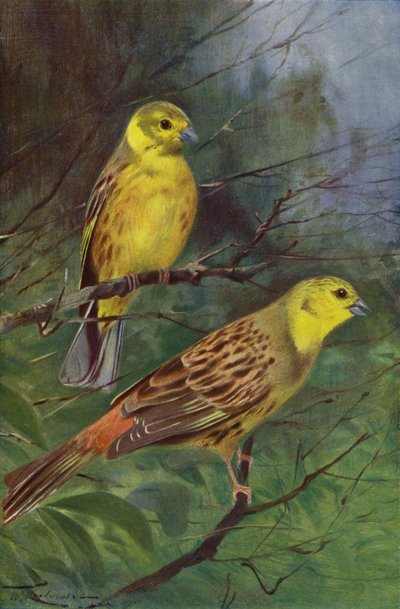 sarı kiraz kuşu by after Wilhelm Kuhnert