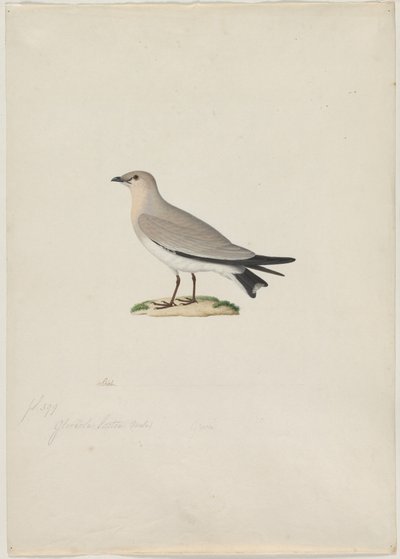 Küçük Pratincole (Sütlü Glareola) by attributed to Paul Hüet
