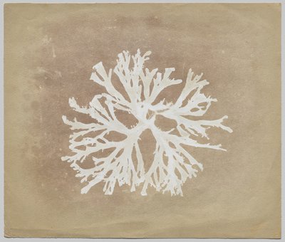 yosun by circle of William Henry Fox Talbot