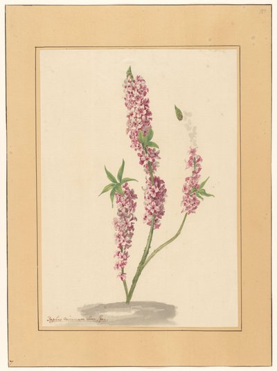 Bir yerde kırmızı biber ağacı by familie Van der Vinne (attributed to)