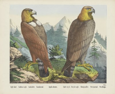 Aigle doré. / Altın Kartal. / Goldadler. / Goudarend. / Aquila dorato. / Aigle kraliyet. / Kraliyet kartalı. / Königsadler. / Steenarend. / Ossifrago (nesne üzerindeki başlık) by firma Joseph Scholz