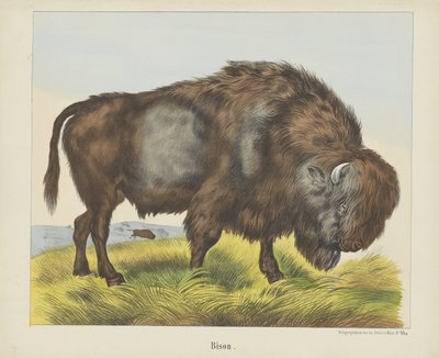 Bizon (nesne üzerindeki başlık) by firma Joseph Scholz