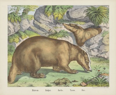 Blaireau. / Porsuk. / Hollandaca. / Tasso. / Das (nesne üzerindeki başlık) by firma Joseph Scholz