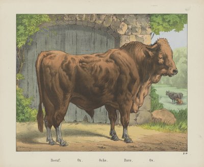 Boeuf. / Öküz. / Och. / Bove. / Os (nesne üzerindeki başlık) by firma Joseph Scholz