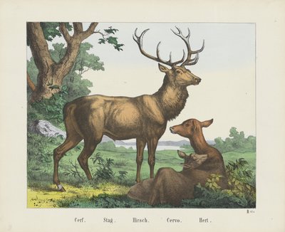 Cerf. / Geyik. / Hirsch. / Servo. / Hert (nesne üzerindeki başlık) by firma Joseph Scholz