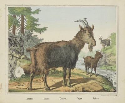Chevres / Keçiler / Keçiler. / Capre / Keçiler (nesne üzerindeki başlık) by firma Joseph Scholz