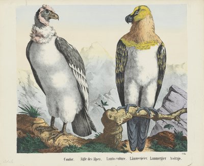 Akbaba. / Alplerin Kartalı. / Kuzular-akbaba. / Lämmergeier. / Lammergier / Avolrajo (nesne üzerindeki başlık) by firma Joseph Scholz