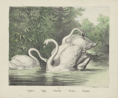 Kuğular. / Çiğ. / Kuğular. / Kuğular. / Kuğular (nesne üzerindeki başlık) by firma Joseph Scholz