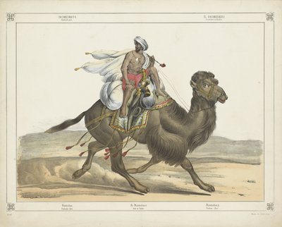 Dromedarus, / Arabisch gönderisi (nesne üzerindeki başlık) by firma Joseph Scholz