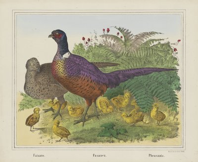Fayzanlar. / Fasanen. / Sülünler (nesne üzerindeki başlık) by firma Joseph Scholz