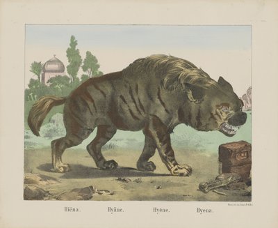 Sırtlan. / Sırtlan. / Sırtlan. / Sırtlan (nesne üzerindeki başlık) by firma Joseph Scholz