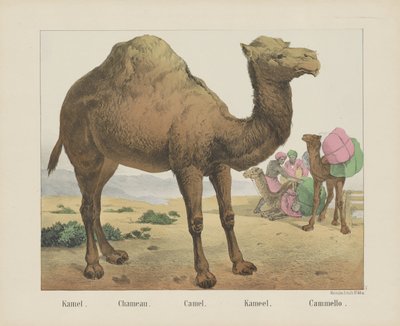deve. / Şameau. / Deve. / Deve. / Cammello (nesne üzerindeki başlık) by firma Joseph Scholz