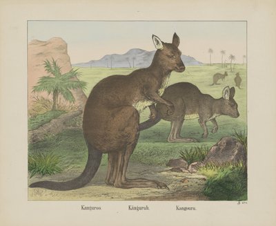 Kanguru / Kanguru. / Kanguru (nesne üzerindeki başlık) by firma Joseph Scholz