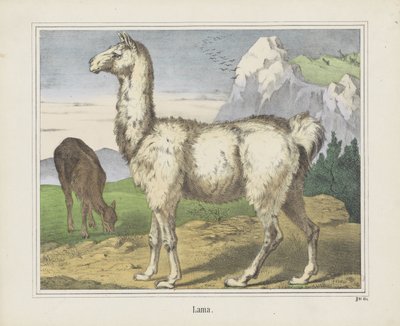 Lama (nesne üzerindeki başlık) by firma Joseph Scholz