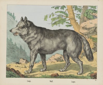 Loup. / Kurt. / Lupo (nesne üzerindeki başlık) by firma Joseph Scholz