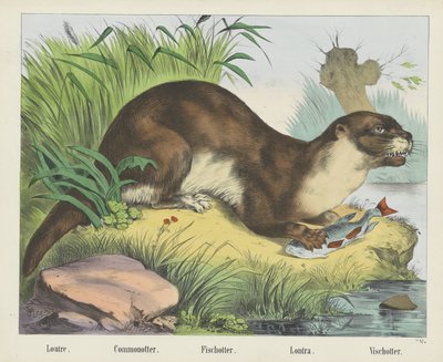 Loutre. / Ortak ot. / Fischotter. / Lontra. / Vischotter (nesne üzerindeki başlık) by firma Joseph Scholz