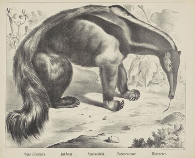 Bizimki à antmis. / Karınca-ayı. / Karınca ayı. / Formicoleone. / Deniz yiyici (nesne üzerindeki başlık) by firma Joseph Scholz