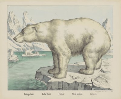 Bizimki kutup / Kutup ayısı / Eisbär / Orso bianco. / Ijsbeer (nesne üzerindeki başlık) by firma Joseph Scholz