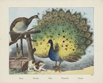 Paon. / Pavone. / Pfau. / Tavuskuşu. / Paauw (nesne üzerindeki başlık) by firma Joseph Scholz