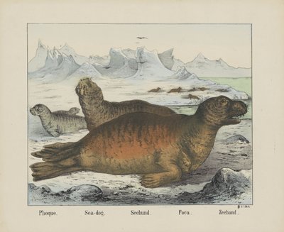 Phoque. / Deniz köpeği. / Seehund. / Foça. / Mühür (nesne üzerindeki başlık) by firma Joseph Scholz