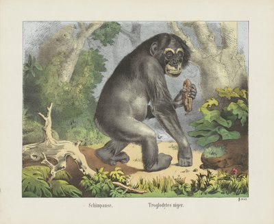 Schimpanse. / Troglodytes niger (nesne üzerindeki başlık) by firma Joseph Scholz