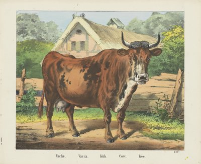 Vache. / Vaka. / Kuh. / İnek. / Koe (nesne üzerindeki başlık) by firma Joseph Scholz