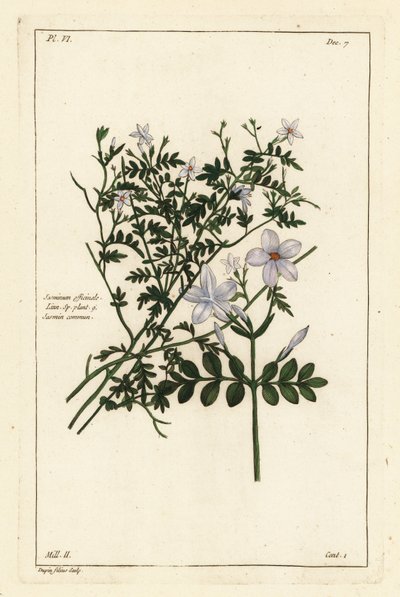 Ortak yasemin, Jasminum officinale, Linn by the Younger Dupin