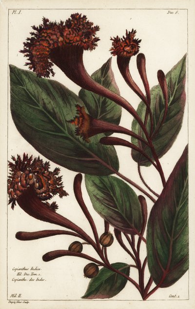 Cornucopian çalı, Copiathus indica, Hil by the Younger Dupin