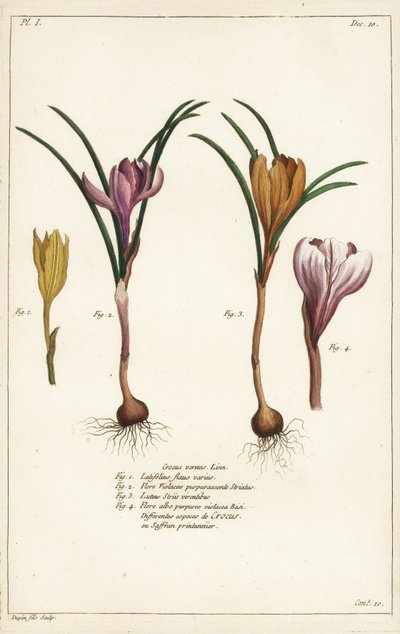 Bahar çiğdeminin farklı türleri, Çiğdem vernus, Linn by the Younger Dupin