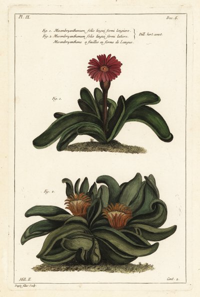 Elkhorn bitkisi, Rhombophyllum dolabriforme (Balta yapraklı incir kadife çiçeği, Mesembryanthemum dolabriforme) by the Younger Dupin