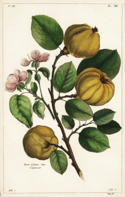 Ayva ağacı ve meyvesi, Cydonia oblonga Pyrus cydonia, Linn by the Younger Dupin