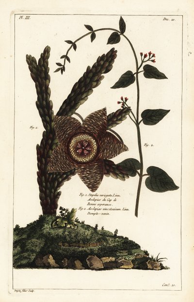 Deniz yıldızı bitkisi, Orbea variegata 1 ve beyaz kırlangıçotu, Vincetoxicum hirundinaria 2 by the Younger Dupin