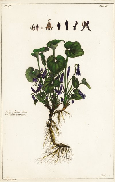 Tatlı menekşe, Viola odorata, Linn by the Younger Dupin