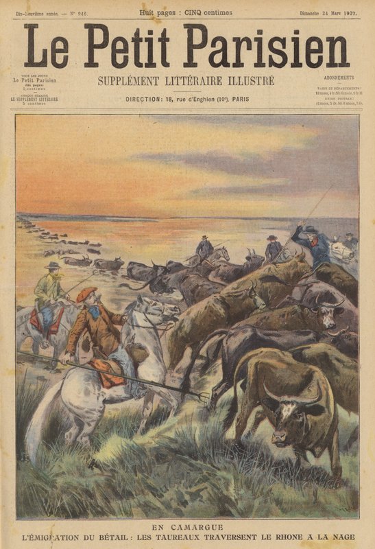 Camargue