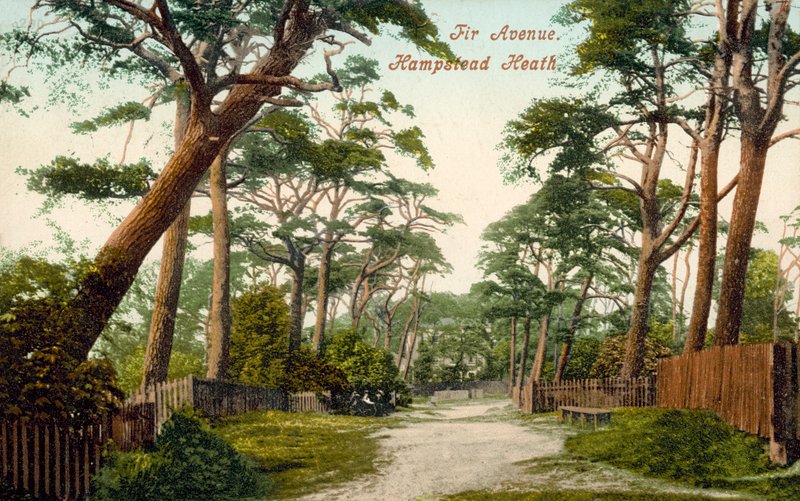 Fir Avenue, Hampstead Heath (renkli fotoğraf) by (after) English photographer