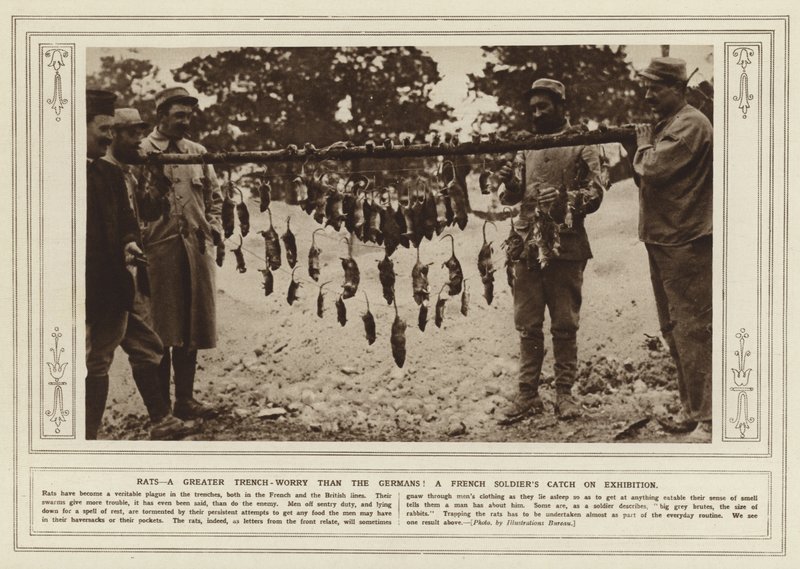 Sıçanlar, Almanlardan daha büyük bir siper endişesi! Sergide bir Fransız askerinin yakalaması (s/b fotoğraf) by (after) English photographer