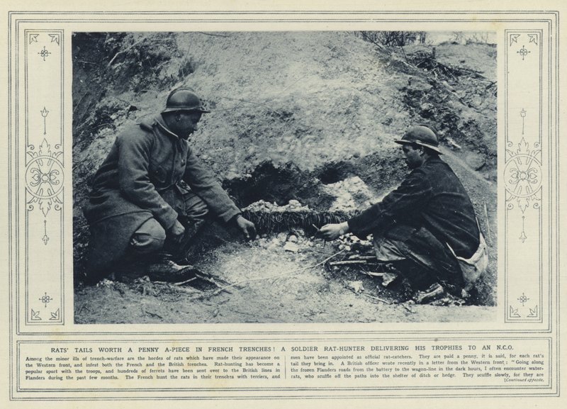 Fransız siperlerinde farelerin kuyruklarının tanesi bir kuruş değerinde! Bir Astsubay'a ganimetlerini teslim eden bir asker fare avcısı (s/b fotoğraf) by (after) English photographer