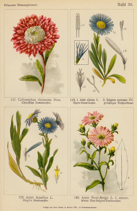Callistephus Chinensis, Aster Alpinus, Erigeron Speciosus, Aster Amellus, Aster New-Belçika (renkli litho) by (after) German School