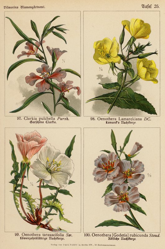 Clarkia Pulchella, Oenothera Lamarckiana, Oenothera Taraxacifolia, Oenothera (Godetia) Rubicunda (renkli litho) by (after) German School
