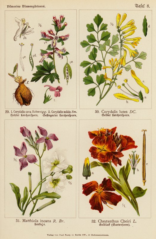 Corydalis Cava, Corydalis Solida, Corydalis Lutea, Matthiola Incana, Cheiranthus Cheiri (renkli resimler) by (after) German School