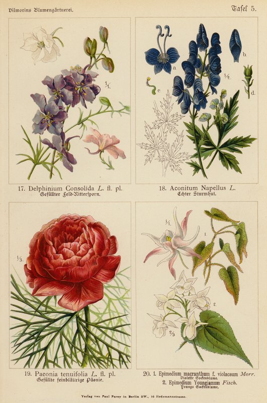 Delphinium Consolida, Aconitum Napellus, Paeonia Tenuifolia, Epimedium Macranthum F Violaceum, Epimedium Youngianum (renkli litho) by (after) German School