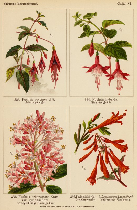 Fuşya Coccinea, Fuşya Hybrida, Fuşya Arborescens, Fuşya Triphylla, Zauschnera Californica (renkli litho) by (after) German School