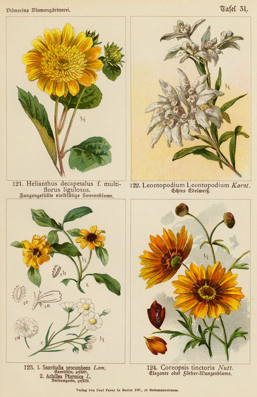 Helianthus Decapetalus, Leontopodium Leontopodium, Sanvitalia Procumbens, Achillea Ptarmica, Coreopsis Tinctoria (renkli litho) by (after) German School