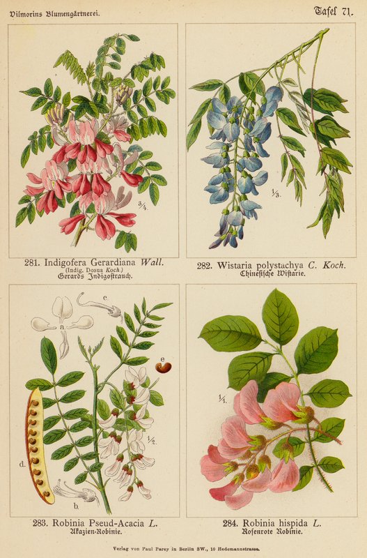 Indigofera Gerardiana, Wistaria Polystachya, Robinia Pseud-Acacia, Robinia Hispida (renkli litho) by (after) German School