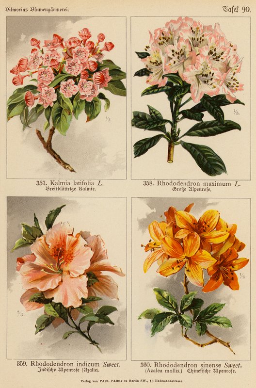 Kalmia Latifolia, Rhododendron Maximum, Rhododendron Indicum, Rhododendron Sinense (renkli litho) by (after) German School