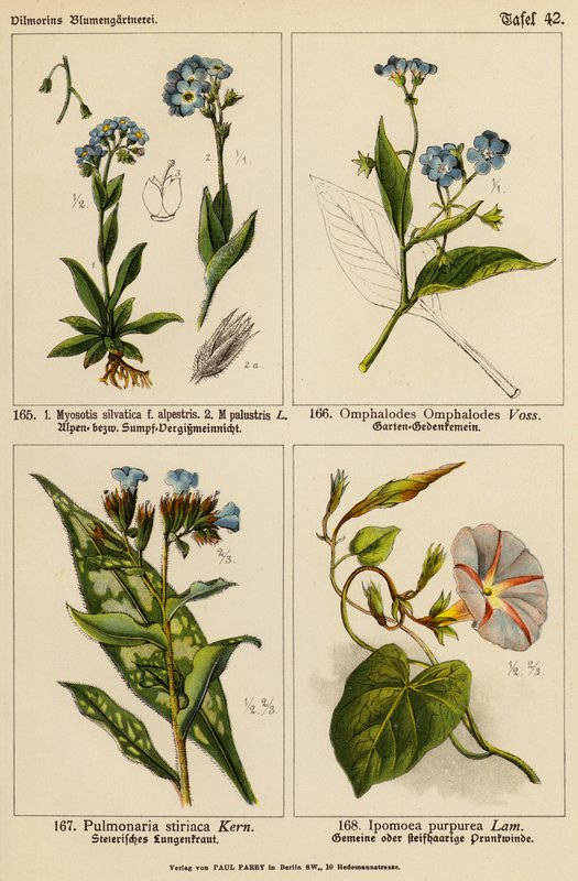 Myosotis Sylvatica, Myosotis Palustris, Omphalodes Omphalodes, Pulmonaria Styriaca, Ipomoea Purpurea (renkli litho) by (after) German School