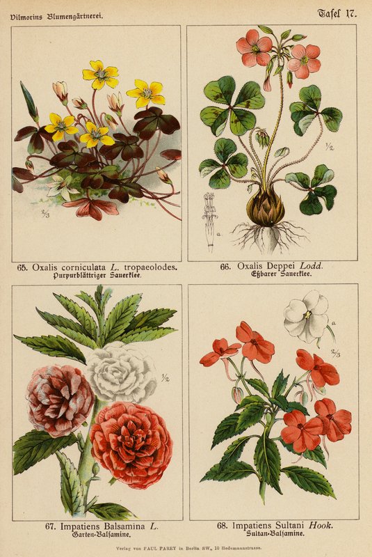 Oxalis Corniculata, Oxalis Deppei, Impatiens Balsamina, Impatiens Sultani (renkli litho) by (after) German School